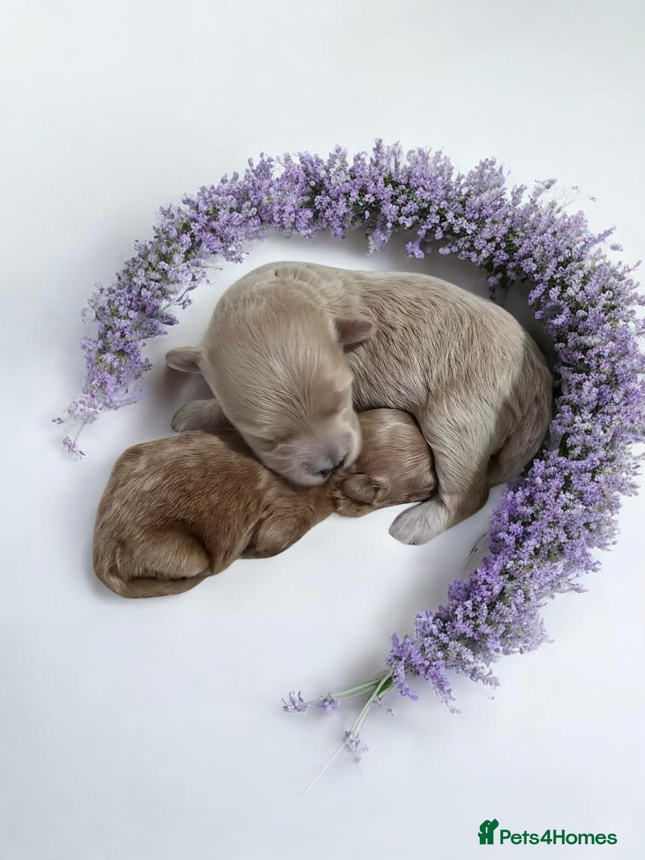 Maltipoo dogs Beautiful F1 maltipoo looking forever home ❤️🐶 - Advert 6