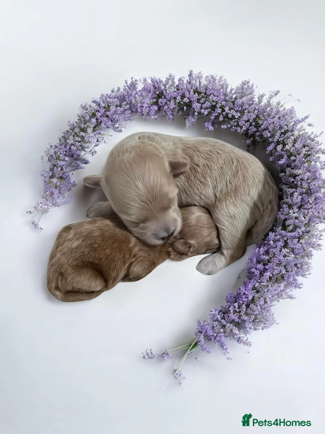 Maltipoo dogs for sale: Beautiful F1 maltipoo looking forever home ❤️🐶 - Advert 2