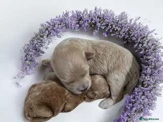 Maltipoo dogs Beautiful F1 maltipoo looking forever home ❤️🐶 - Advert 6