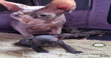 Sphynx cats - Advert 14