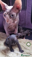 Sphynx cats - Advert 3