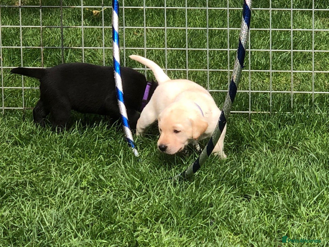 Labrador Retriever dogs for sale: Equal parts adventure and sofa buddies (Labradors) - Image 16