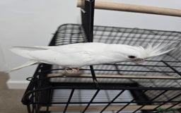 Cockatiels birds for sale: For Sale: Beautiful Cockatiel Birds (Pair)  - Image 4