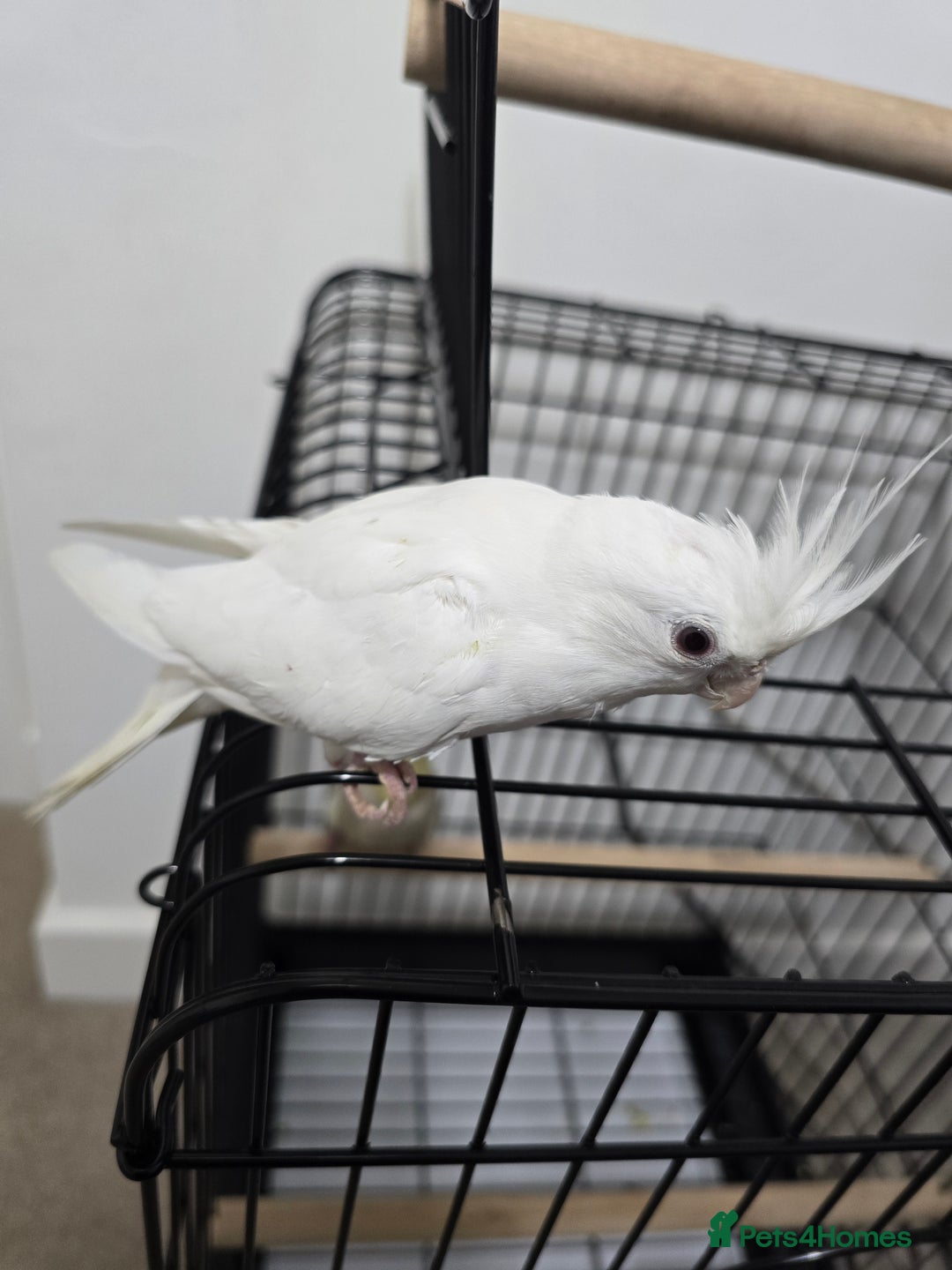 Cockatiels birds for sale: For Sale: Beautiful Cockatiel Birds (Pair)  - Image 4