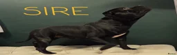 Staffordshire Bull Terrier dogs for sale: Only one stunning Boy available. - Advert 20