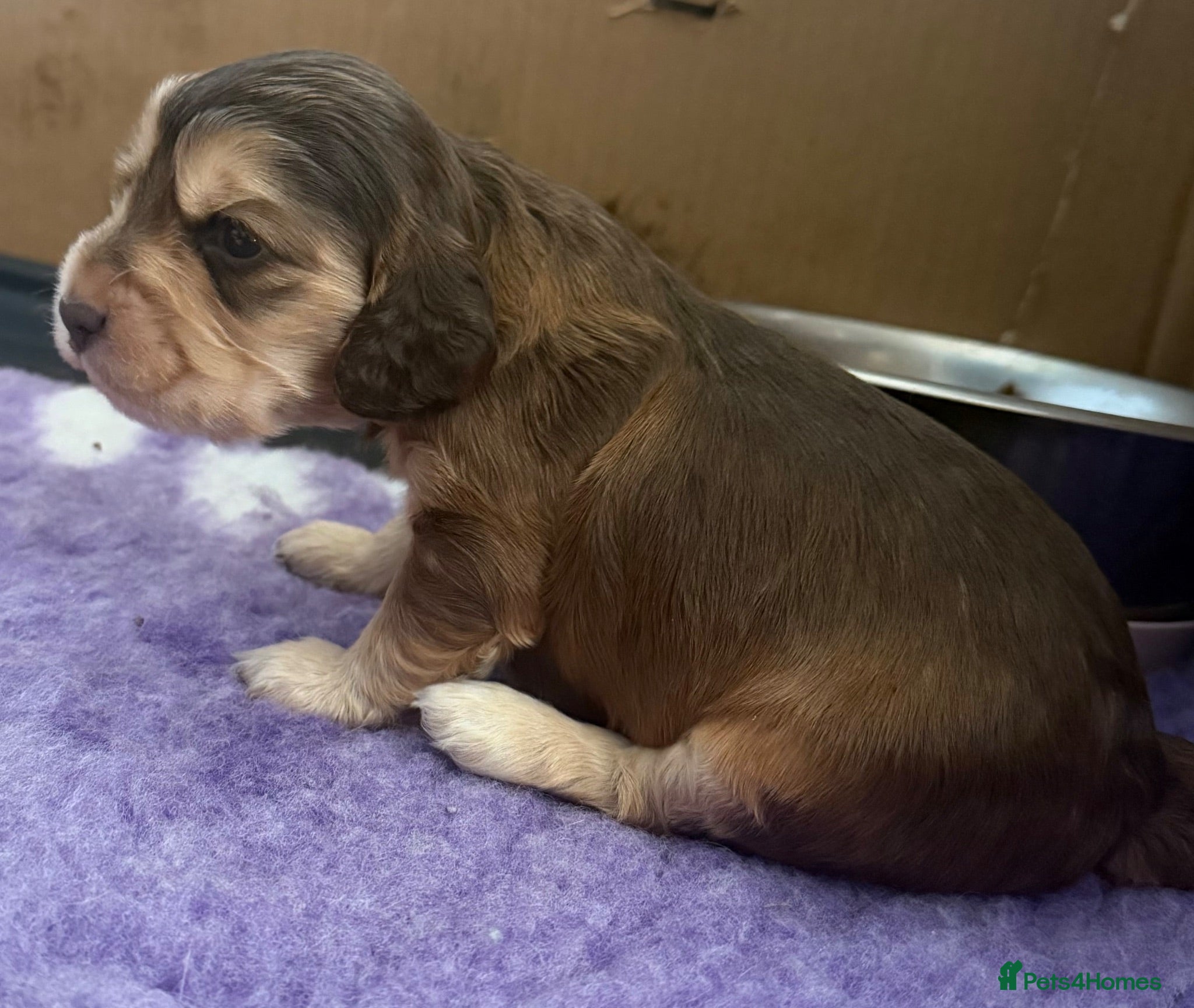 Cocker Spaniel dogs 🐾 SHOW COCKER SPANIEL PUPPIES FORSALE 🐾  - Advert 2