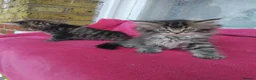 Mixed Breed cats for sale: Mixed persain and ragdoll kittens for sale,  - Advert 8