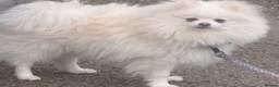 Mixed Breed dogs for sale: Pomeranian cross Jack Russell - Advert 4