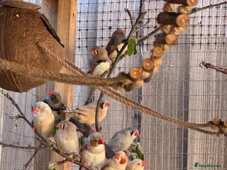 Finches birds Zebra Pairs - Advert 16