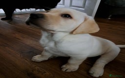 Labrador Retriever dogs for sale: six boys and six girls - Image 13