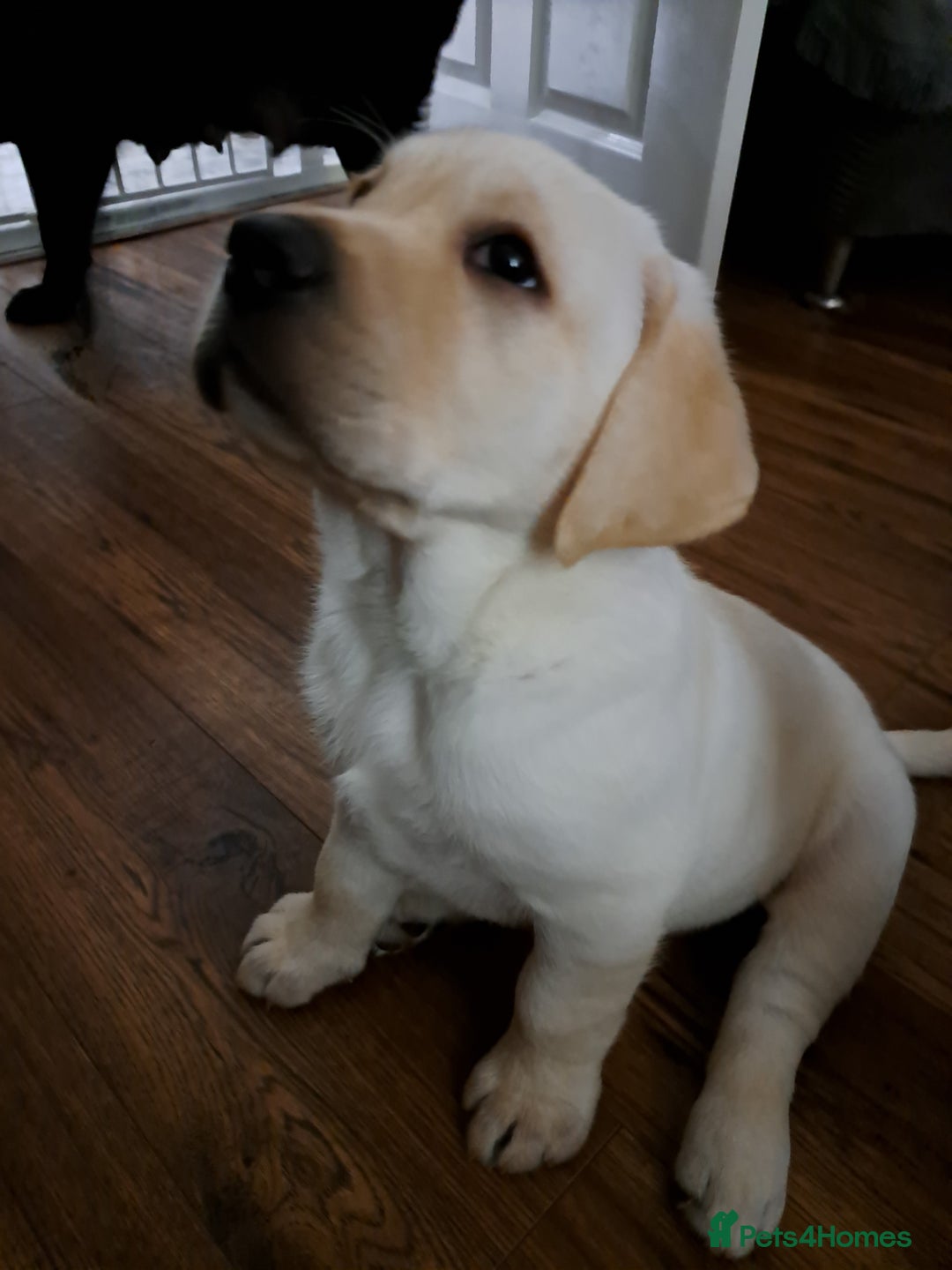 Labrador Retriever dogs for sale: six boys and six girls - Image 13
