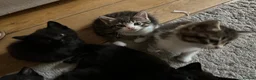 Mixed Breed cats for sale: Adorable kittens looking for their forever homes - Advert 11