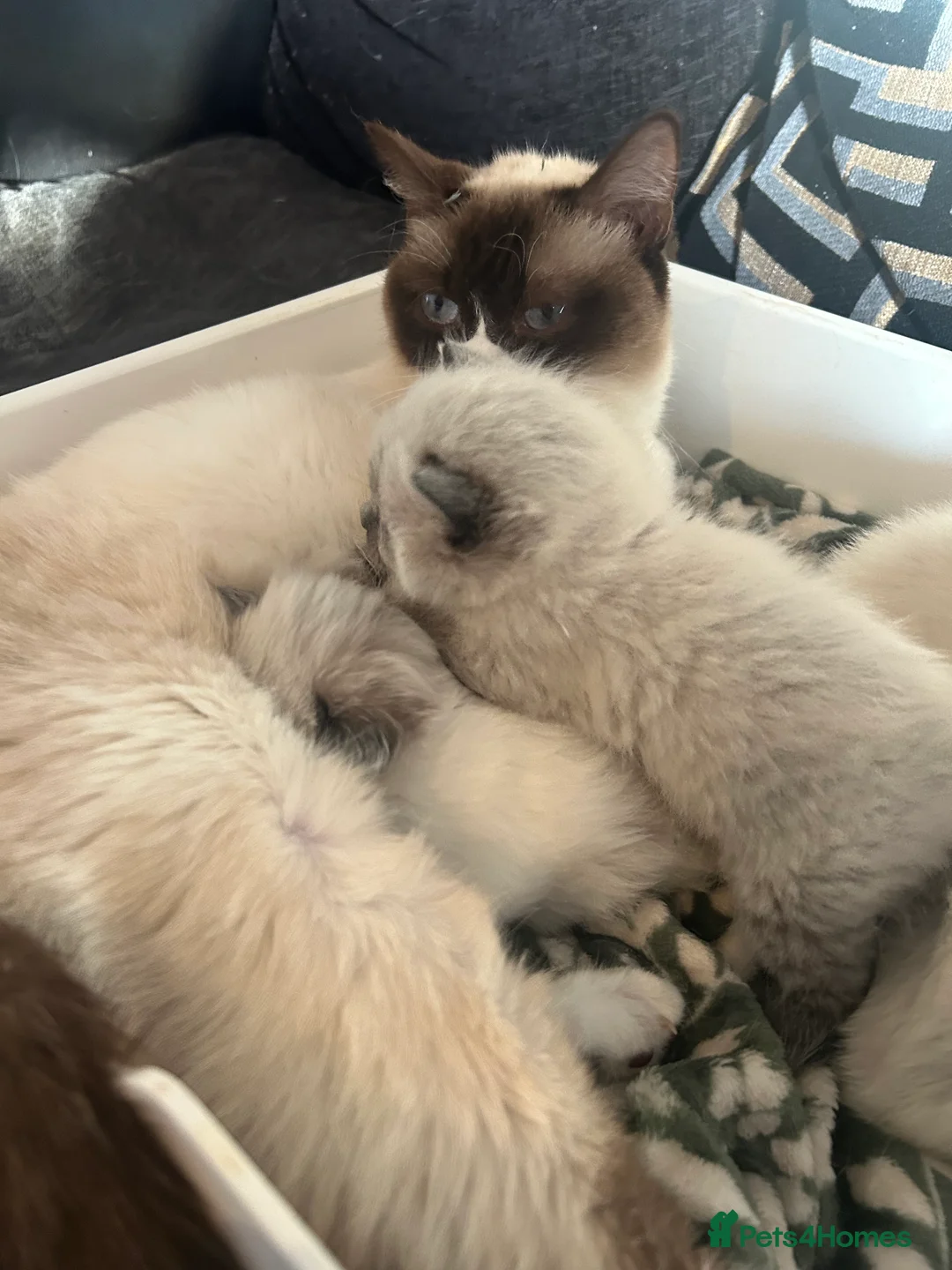 Ragdoll cats for sale: RAGDOLL KITTENS  - Advert 3