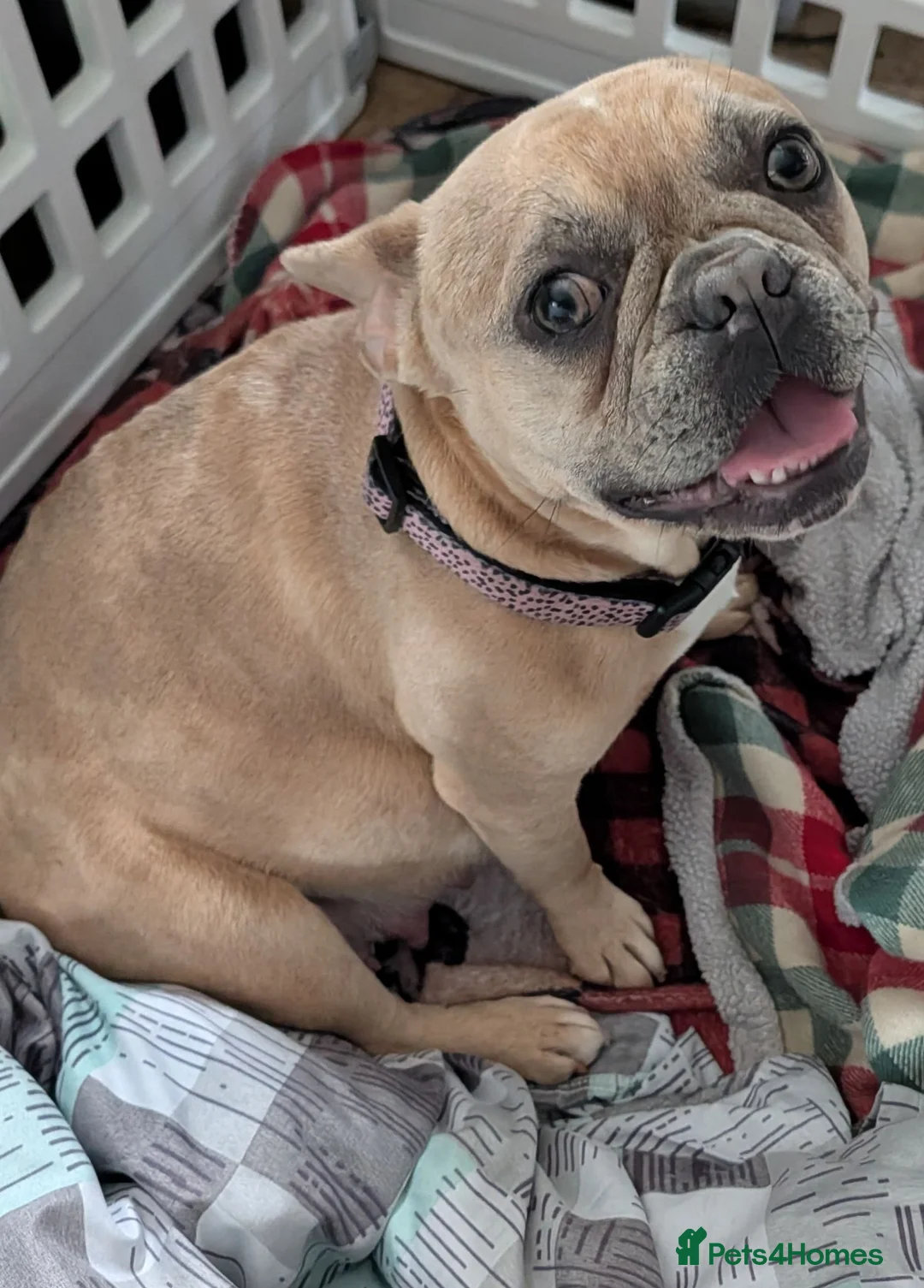 Mixed Breed dogs for sale: Frenchie X bully  - Advert 1