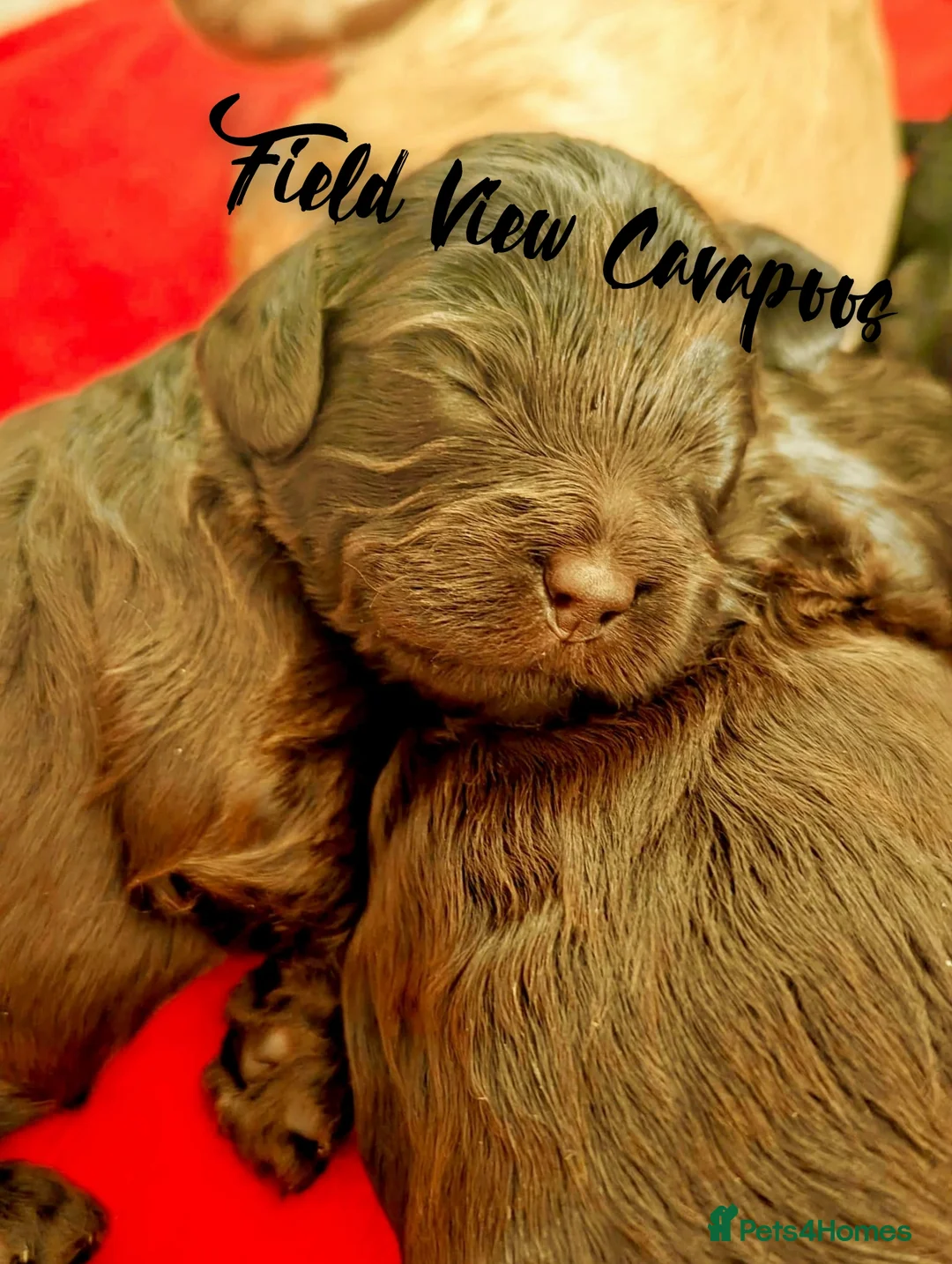 Cavalier King Charles Spaniel dogs for stud: 1st KC Registered Chocolate Cavalier Stud In UK!!  in Sutton Coldfield - Advert 17