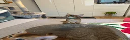 Abyssinian cats for sale: Abyssinian kittens 🌟😻🌟 - Advert 23