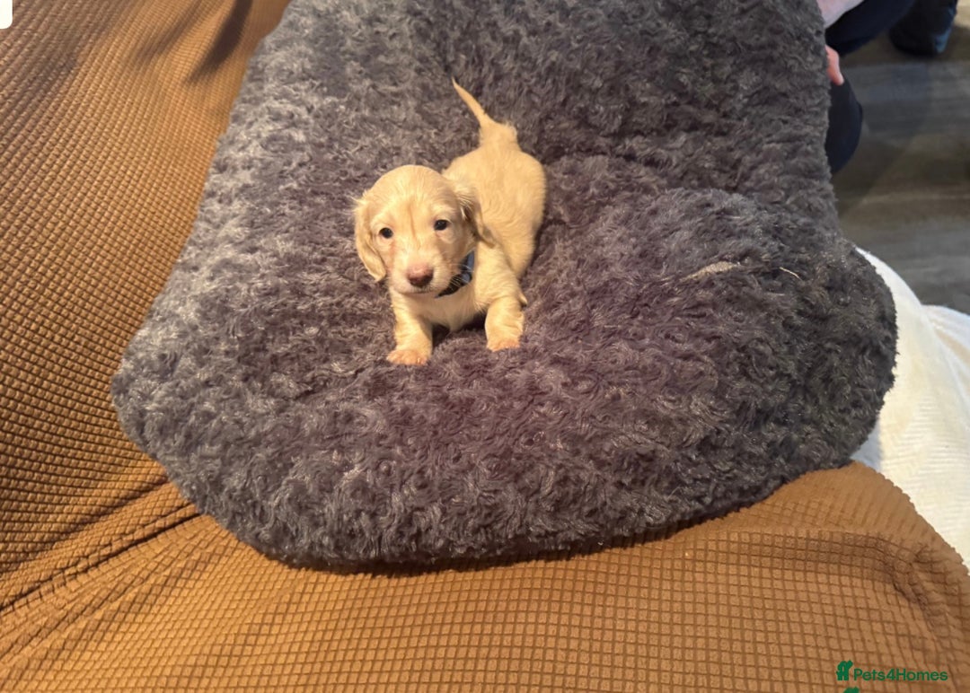 Miniature Dachshund dogs for sale: English cream dachshund  - Advert 5