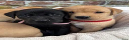 Labrador Retriever dogs for sale: Outstanding Labrador Puppies KC registered Hips - Advert 14