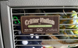 Rat rodents for sale: Four lovely Brothers for Rehoming - Image 9