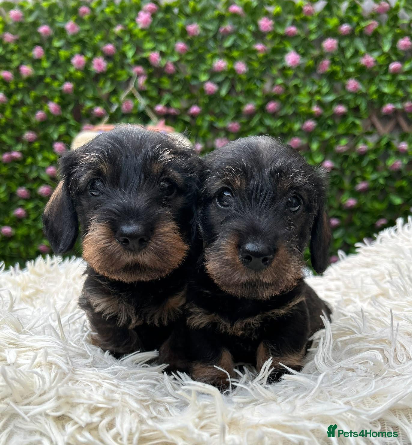 Miniature Dachshund dogs Wild Boar Boys Mini Wire KC reg PRA/LAFORA CLEAR - Advert 3