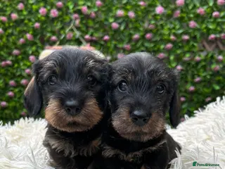 Miniature Dachshund dogs Wild Boar Boys Mini Wire KC reg PRA/LAFORA CLEAR - Advert 3