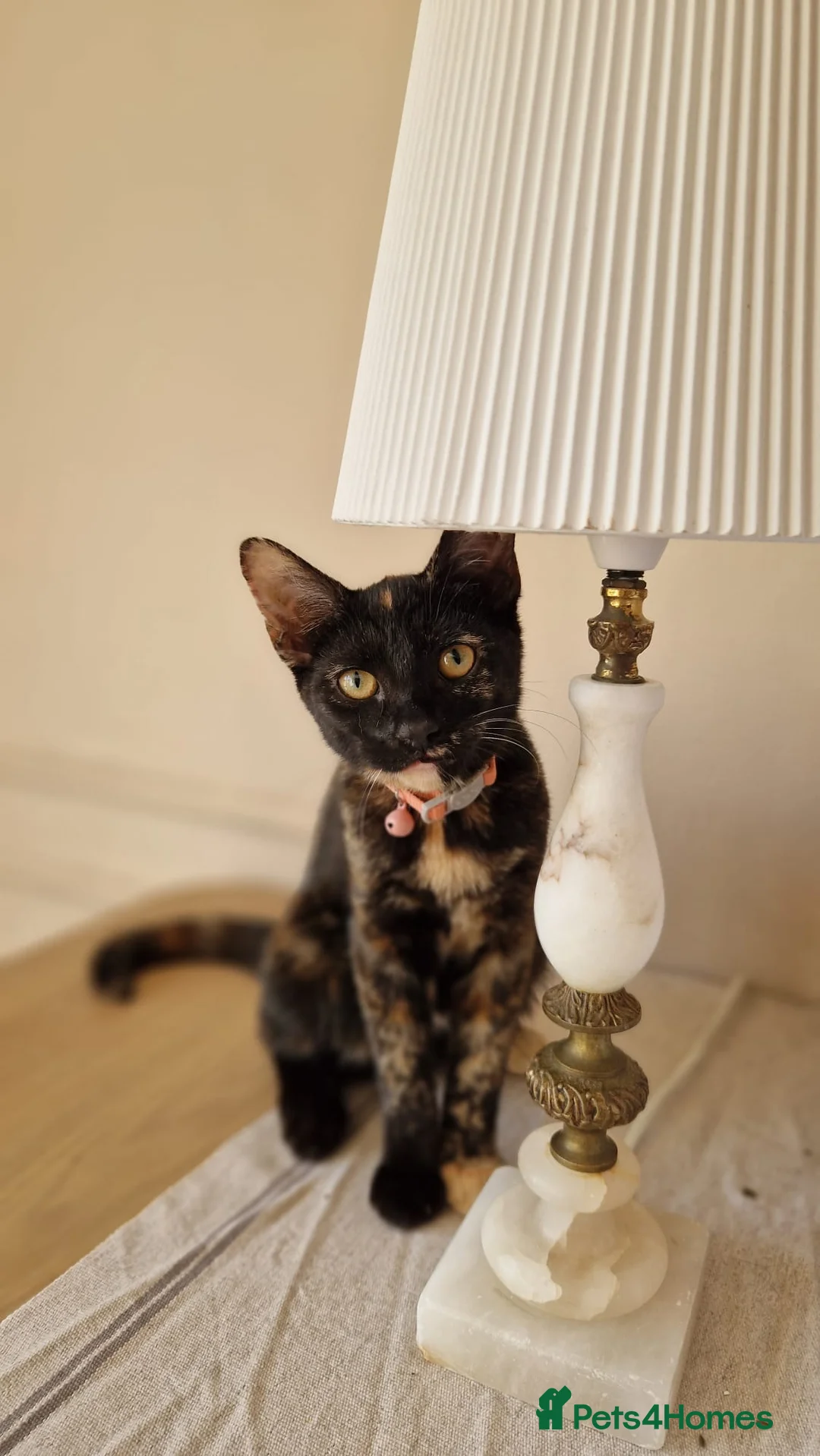 Mixed Breed cats for sale: Female tortoiseshell&bengal mix kitten - Advert 2
