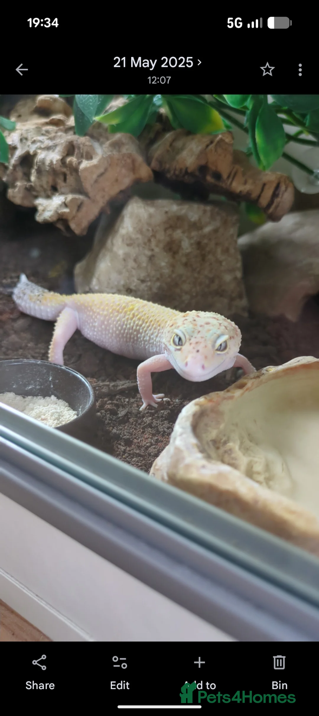 Leopard Gecko reptiles for sale: 2 Leopard Geckos with complete vivariums in Chippenham - Advert 8