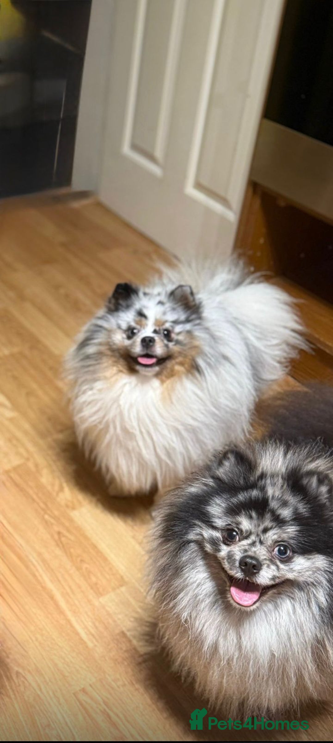Pomeranian dogs for sale: Adult merle boys  - Advert 10