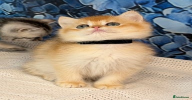British Shorthair cats - Advert 7