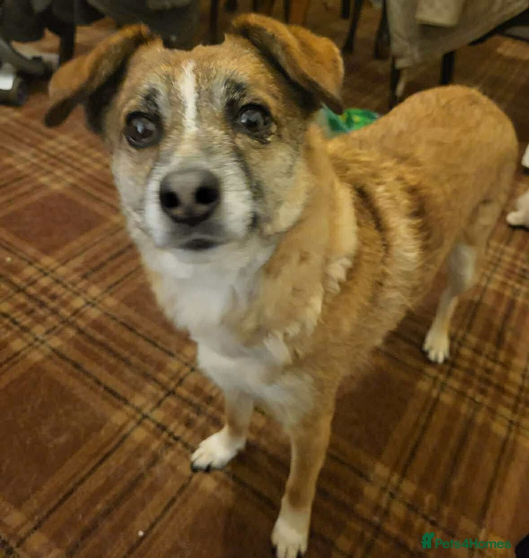 Mixed Breed dogs for adoption: Rescue dog Molly is looking for her second chance - Advert 1