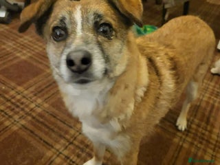 Mixed Breed dogs Rescue dog Molly is looking for her second chance - Advert 2