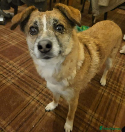 Mixed Breed dogs Rescue dog Molly is looking for her second chance - Advert 2