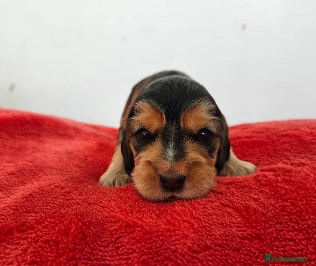 Cocker Spaniel dogs for sale: Quality Sable Show Cocker spaniel Puppies - Image 2