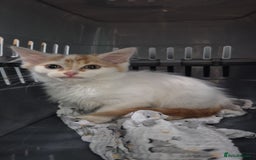 Domestic Shorthair cats for sale: Can you offer baby Gingerbread a home? - Advert 3