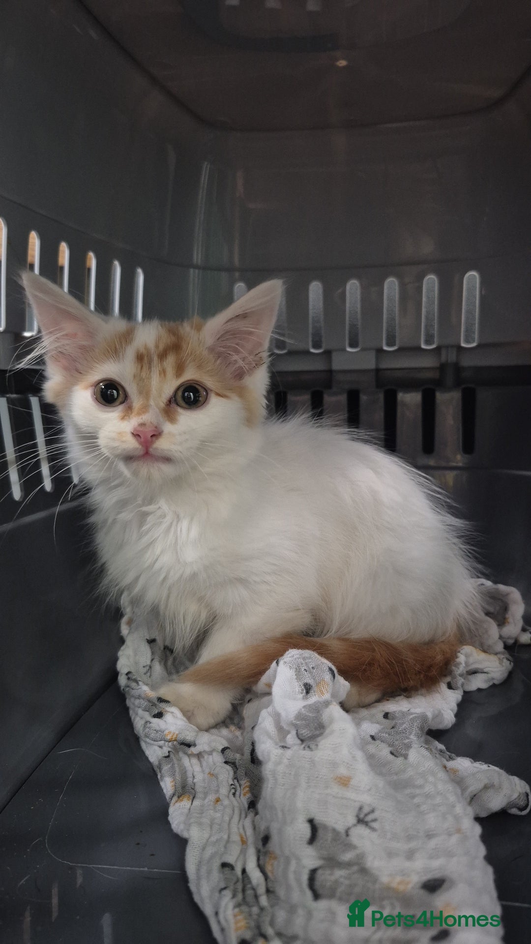 Domestic Shorthair cats for sale: Can you offer baby Gingerbread a home? - Advert 3