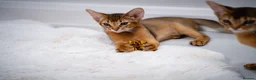 Abyssinian cats for sale: Stunning Wild Ruddy Abyssinian|TICA|Super friendly - Advert 22