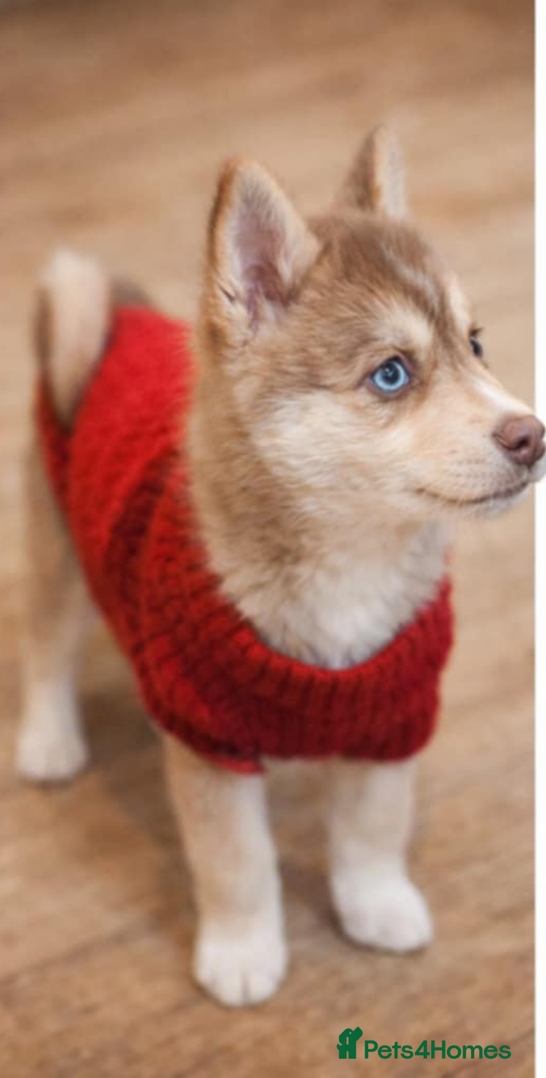 Pomsky dogs for sale: LAST Pomsky Puppy for Sale - Advert 6