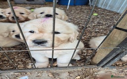 Golden Retriever dogs for sale: Beautiful golden retriever puppies. - Image 4
