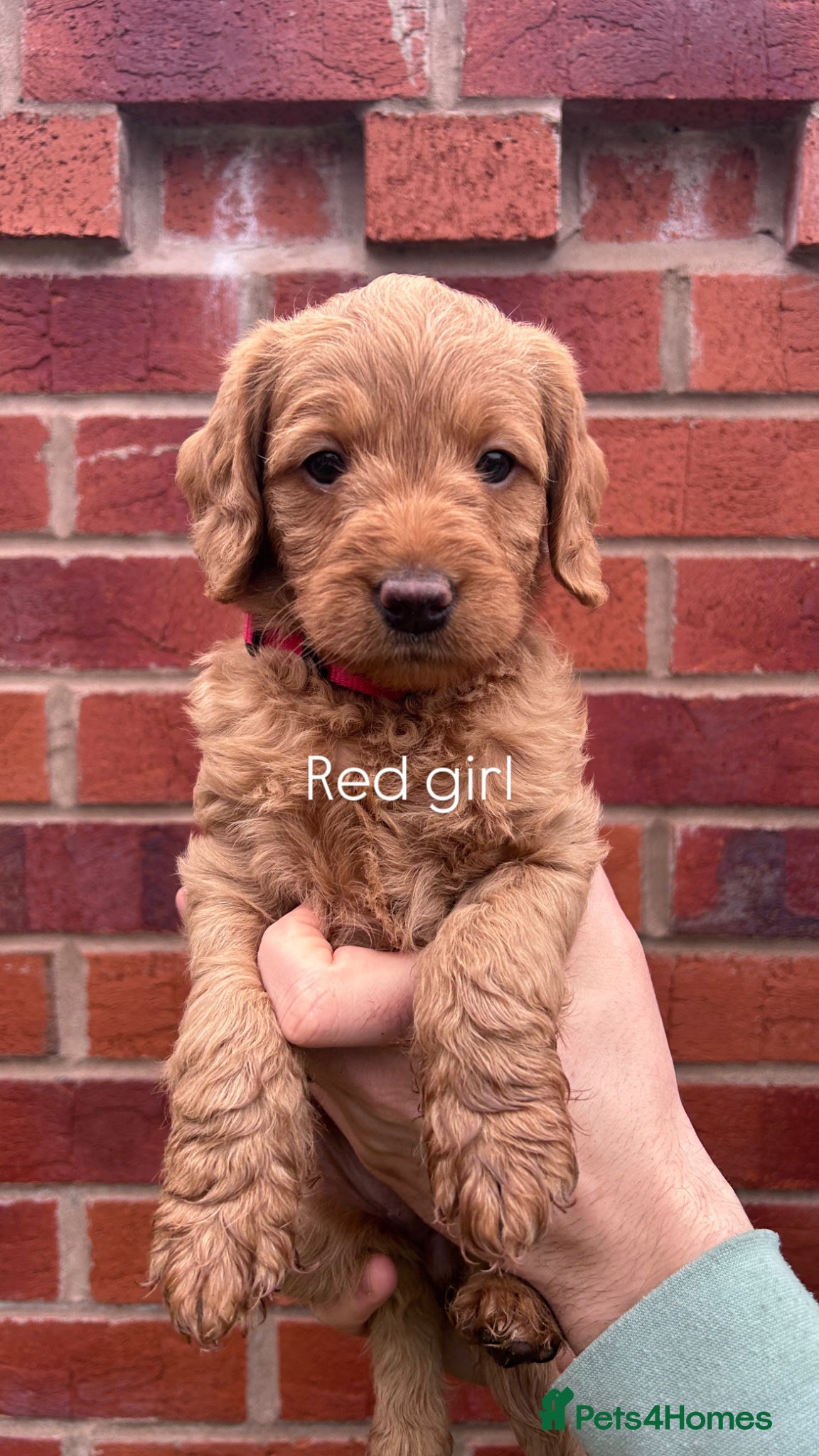 Labradoodle dogs Stunning fox red F1 Miniature Labradoodle puppies. - Advert 1