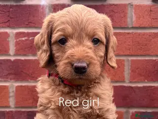 Labradoodle dogs Stunning fox red F1 Miniature Labradoodle puppies. - Advert 12