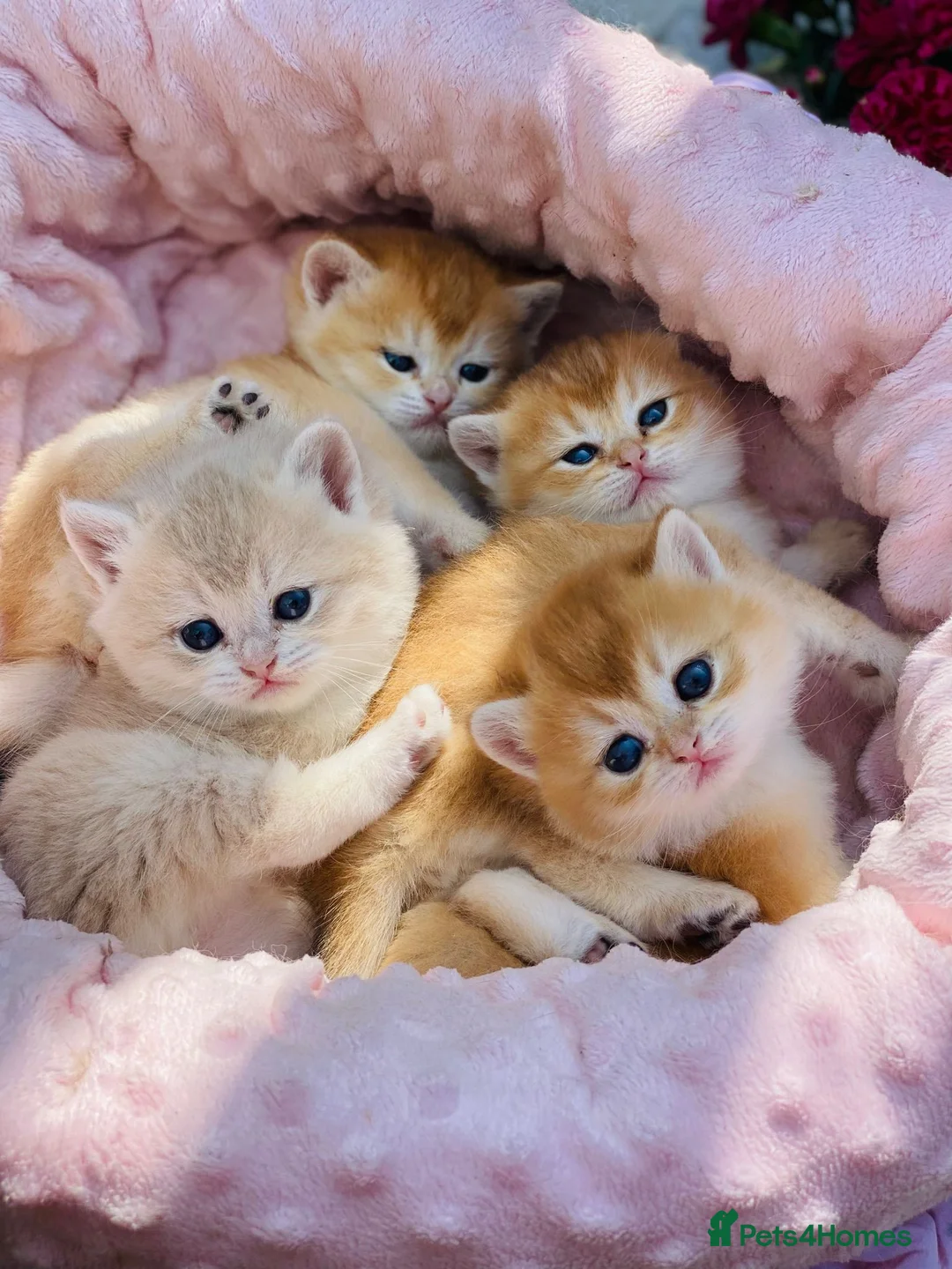 British Longhair cats for stud: Import PEDIGREE British Longhair for stud in Ивсхам - Advert 9