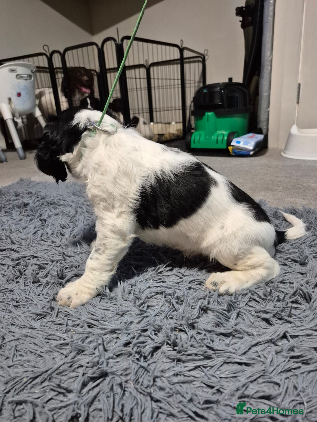 English Springer Spaniel dogs for sale: male springer  - Image 5