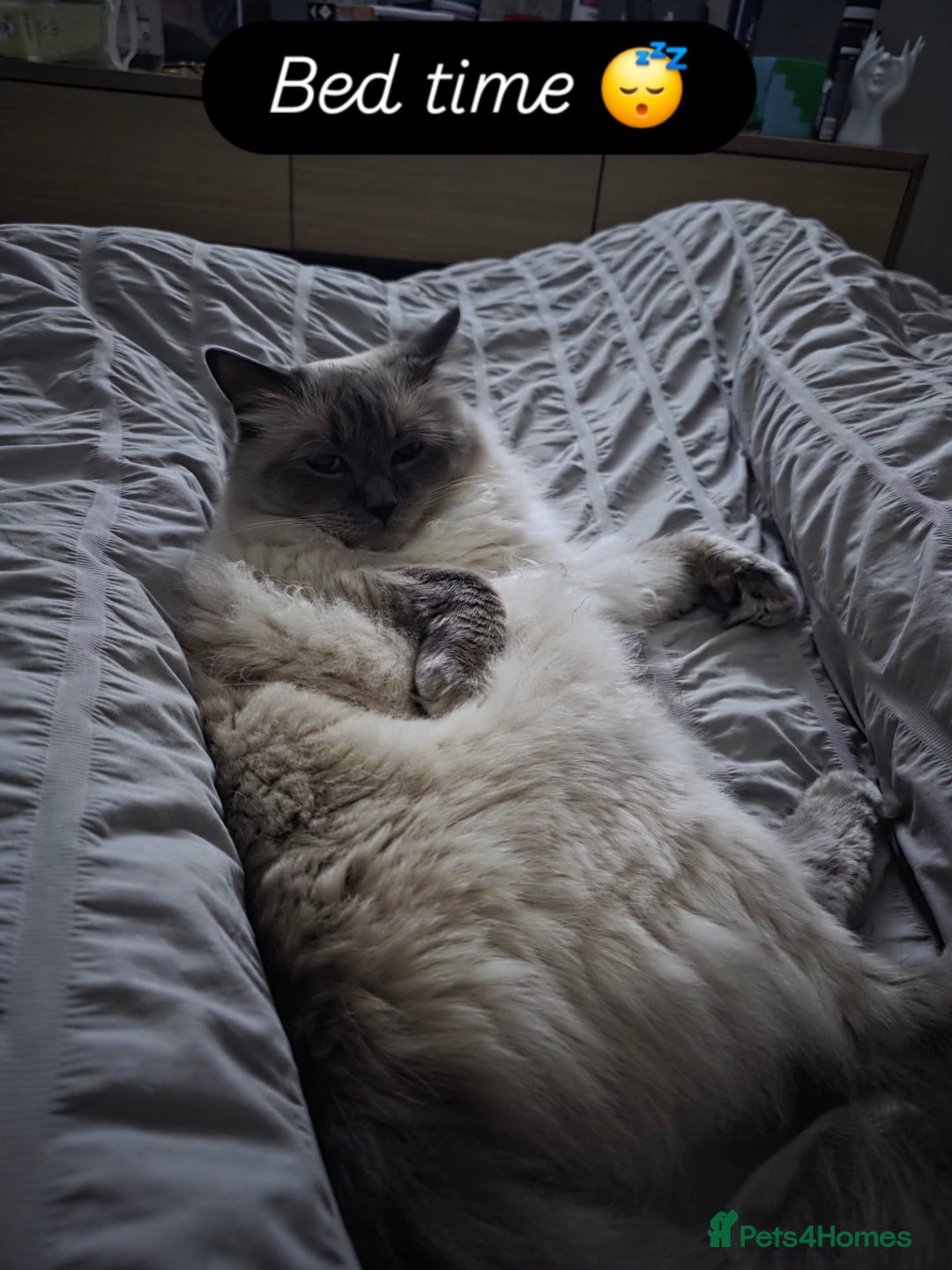 Ragdoll cats for sale: Male ragdoll 2 years old - Advert 8