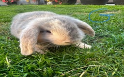 Mini Lop rabbits for sale: Mini Lop Rabbits For Sale  - Image 6