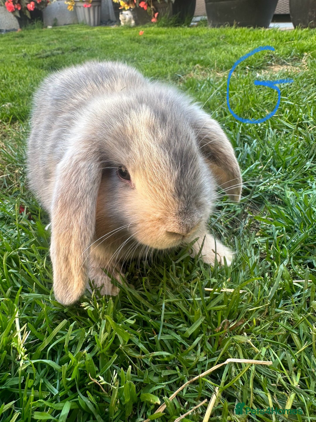 Mini Lop rabbits for sale: Mini Lop Rabbits For Sale  - Image 6