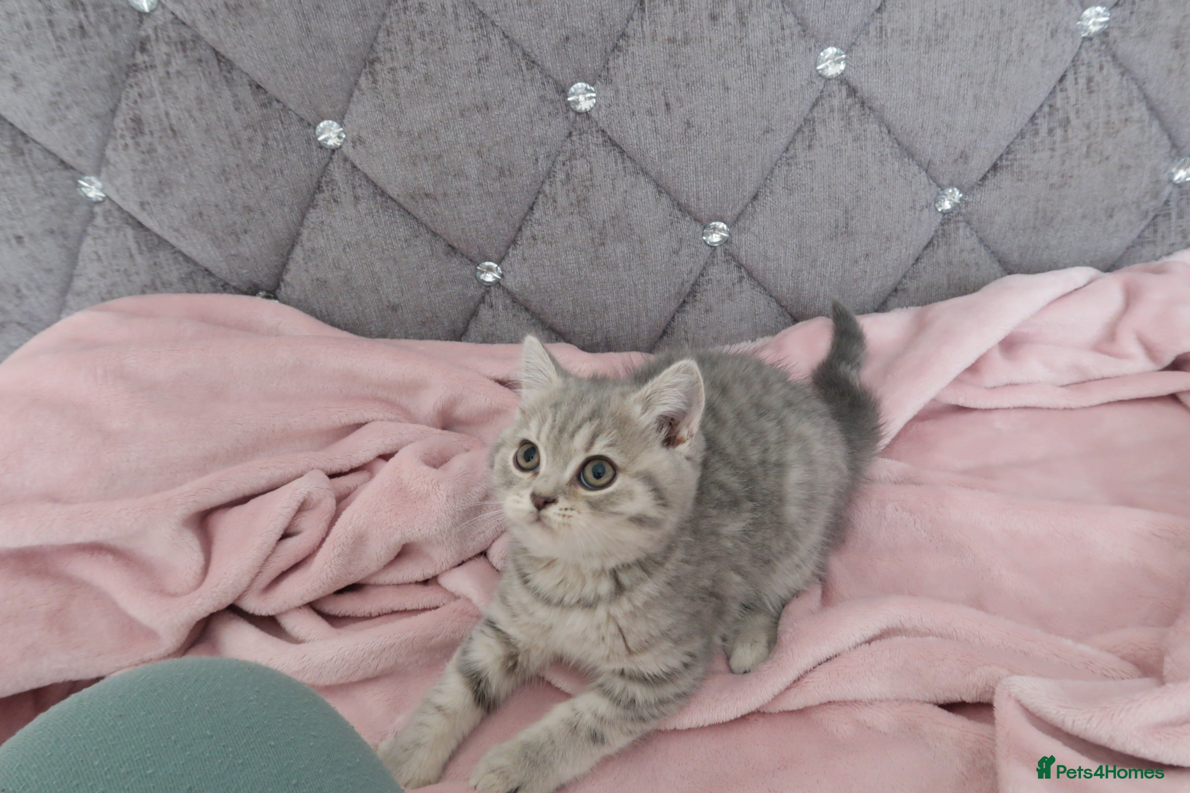 British Shorthair cats GCCF 💛 Sandy 💛 Pedigree British Shorthair Kitten - Advert 10