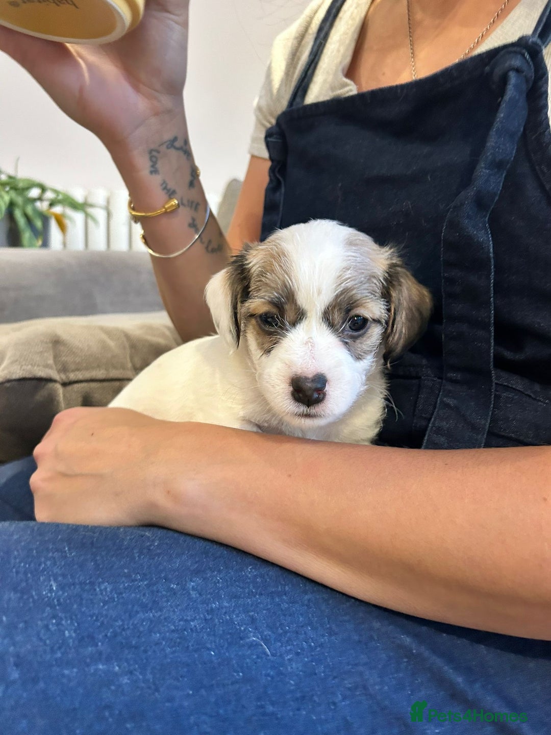 Sealyham Terrier dogs for sale: Sealyham terrier crosses 1 boy available  - Advert 2