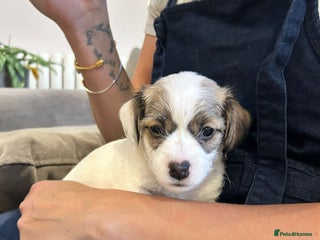 Sealyham Terrier dogs Sealyham terrier crosses 1 boy available - Advert 1