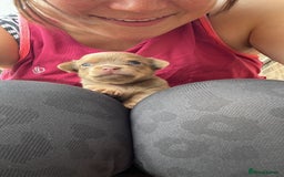 Chihuahua dogs for sale: One of a kind ChiPin Puppies - Image 6
