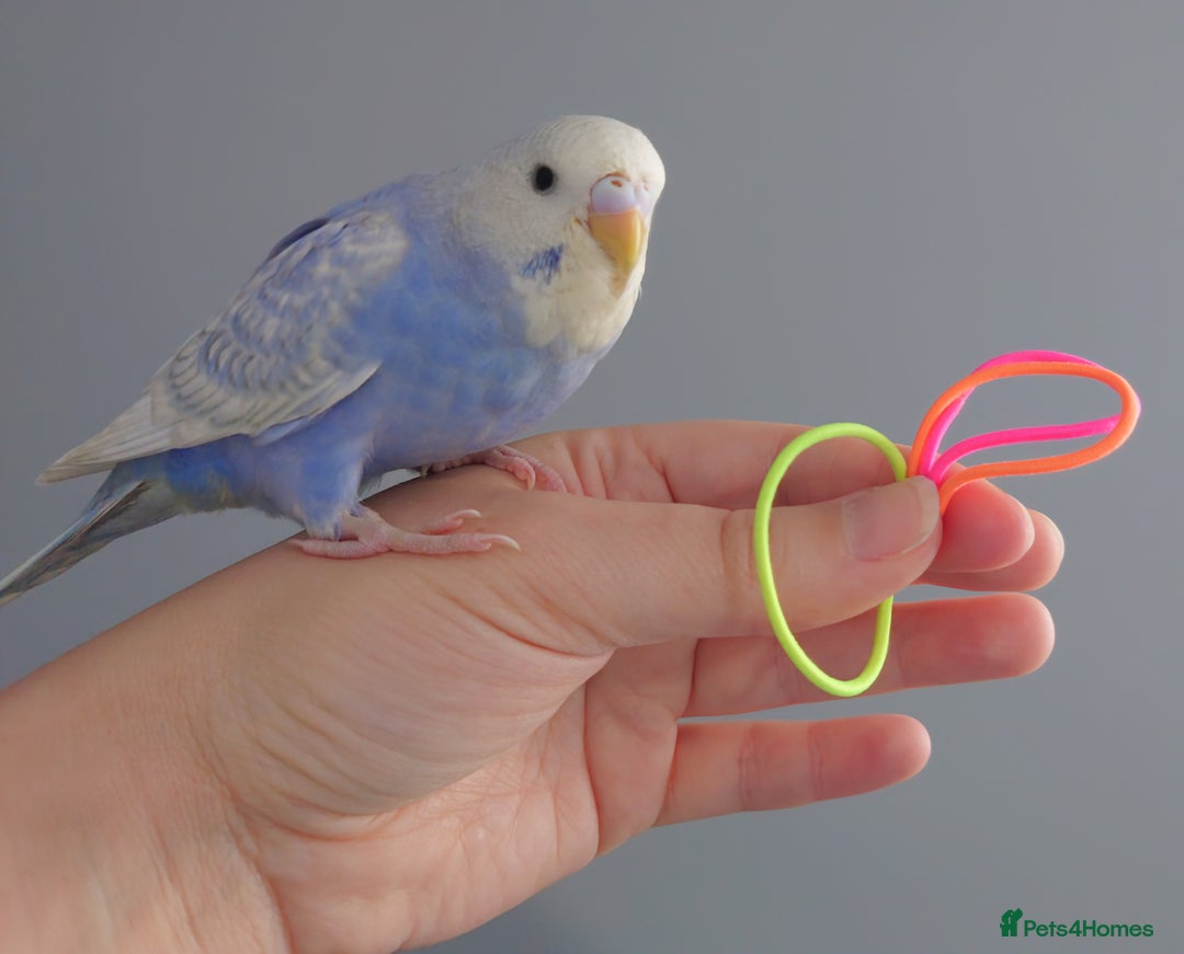 Budgerigars birds for sale: Hand reared silly tame baby budgies  - Image 6